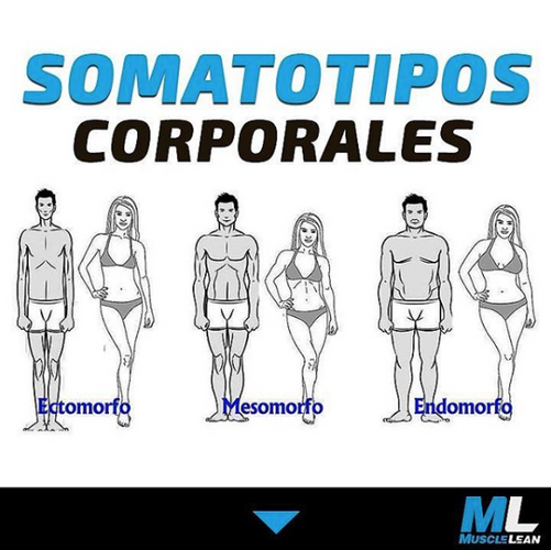 SOMATOTIPOS CORPORALES Muscle Lean